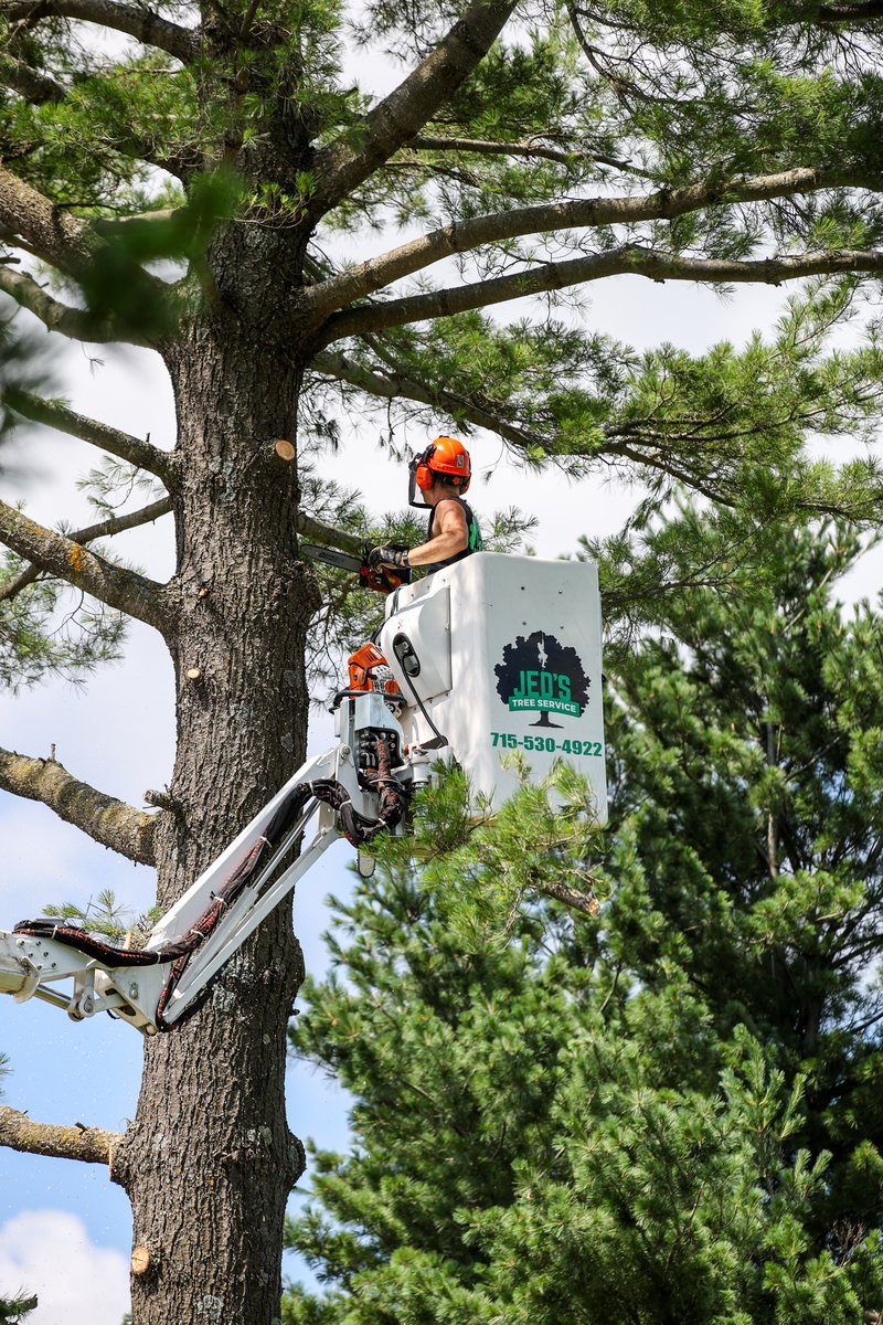 Professional tree trimming