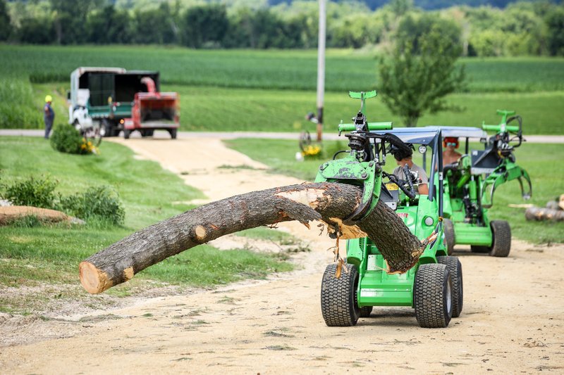 Large tree removal service