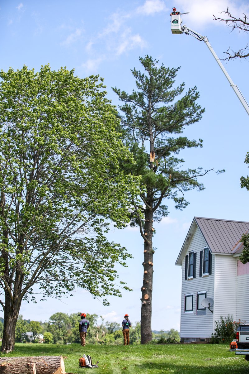 Tree removal in Chippewa Valley